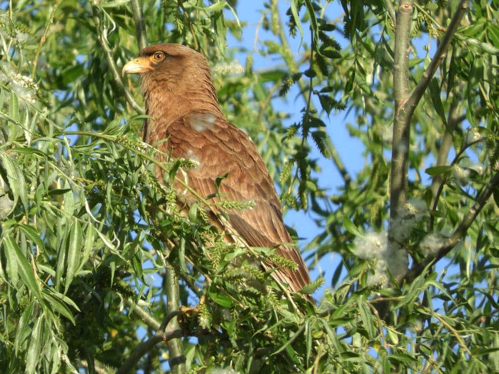 foto Daptrius chimango 