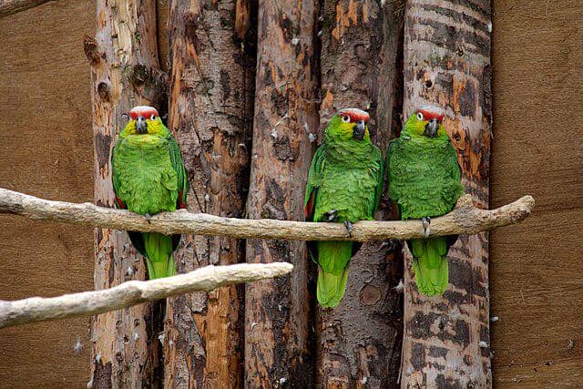 burung lilacine amazon 