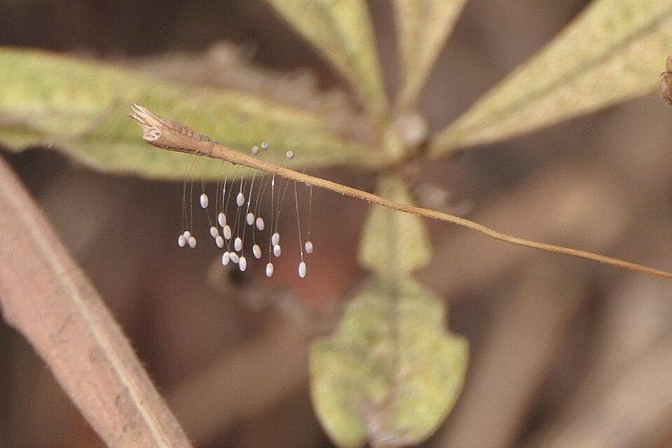 Telur Chrysopa perla