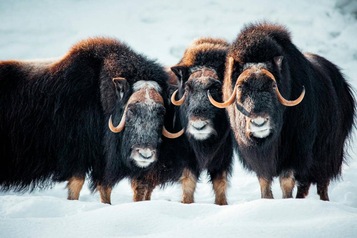 ilustrasi Muskox, salah satu satwa khas Arktik yang hidup di Northeast Greenland National Park 