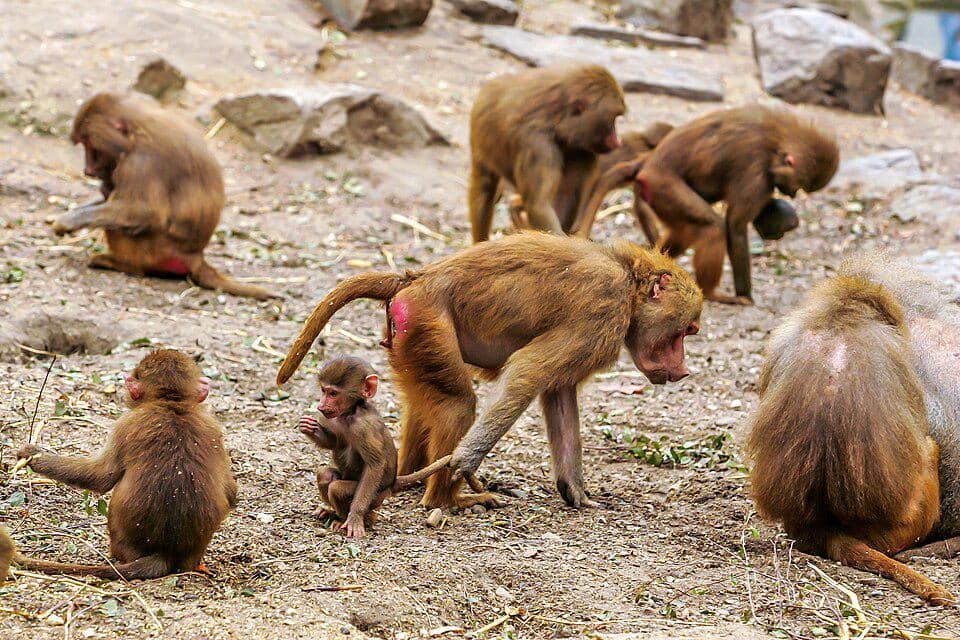 kelompok babun hamadria betina dan anak-anaknya