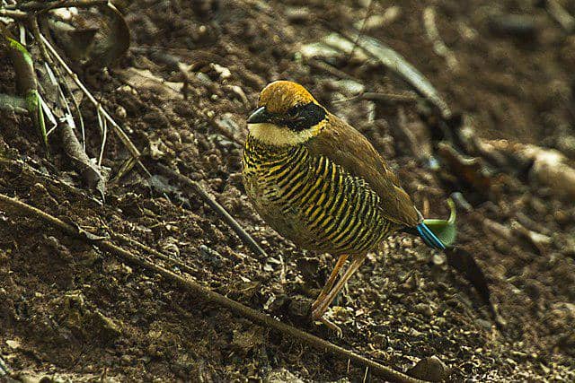 burung gurney's pitta