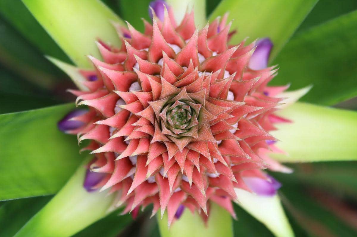 ilustrasi pohon nanas