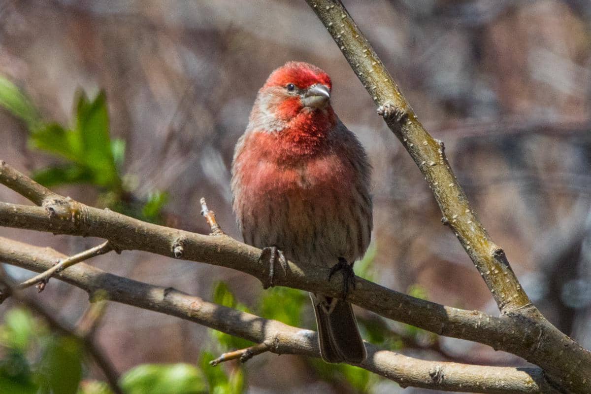 Burung House Finch