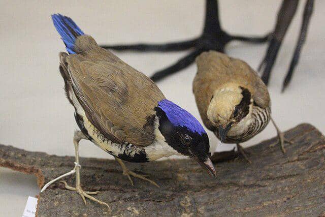 burung gurney's pitta