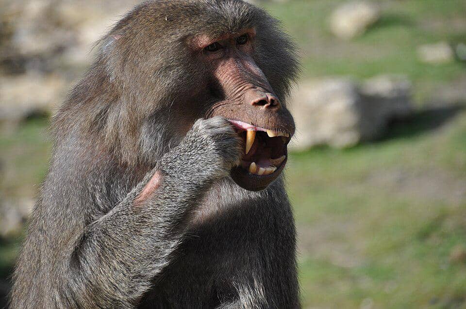 babun hamadria memperlihatkan taring