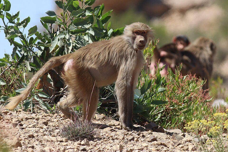babun hamadria betina di Arab Saudi