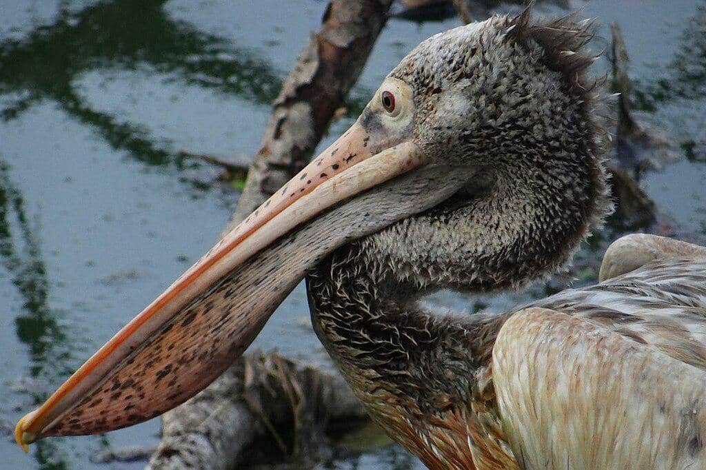 tampak dekat undan paruh totol
