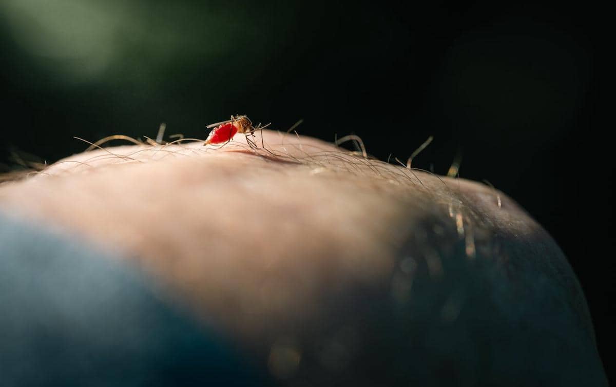 Kenapa Nyamuk Bisa Menemukan Manusia di Kegelapan Total?