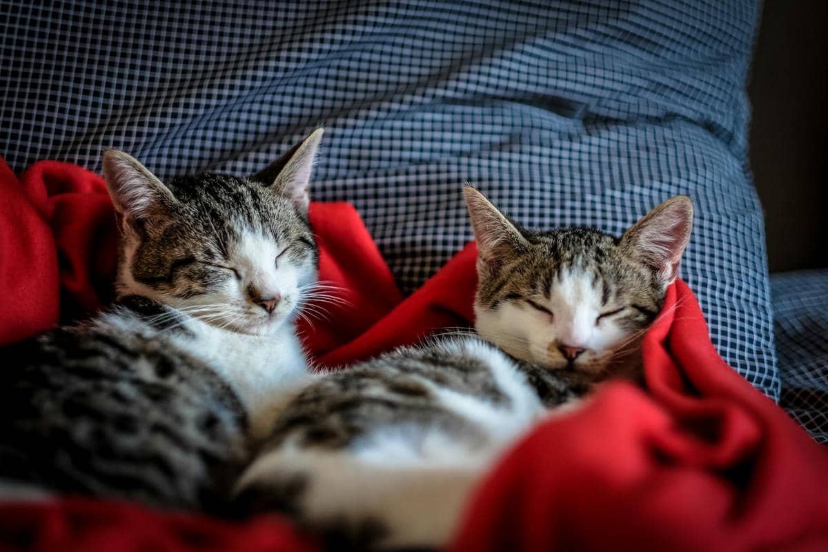 dua ekor kucing yang tidur di atas selimut merah