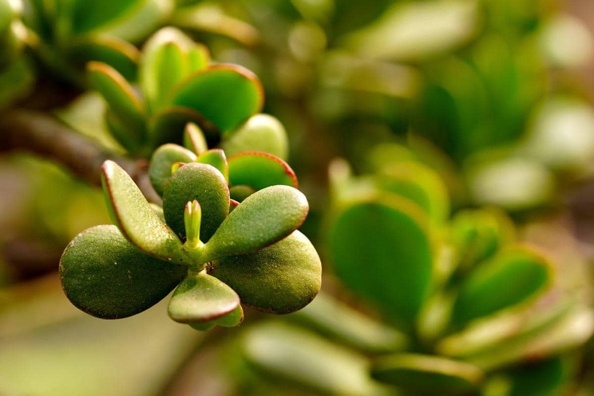 ilustrasi crassula ovata