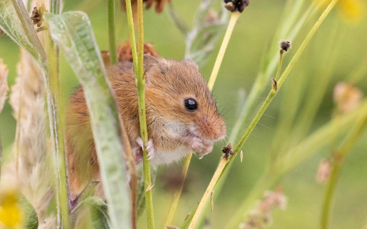 ilustrasi harvest mouse yang jadi alarm bagi ekosistem pertanian