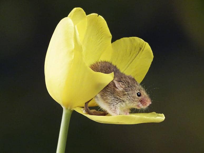 ilustrasi harvest mouse produk jenius alam