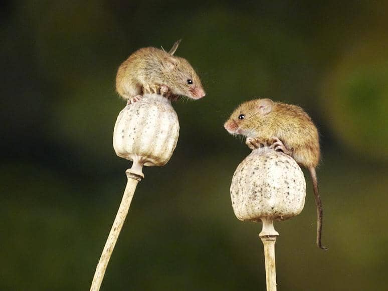 ilustrasi harvest mouse yang bayinya lebih kecil dari kacang tanah