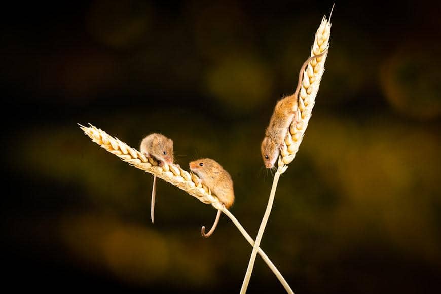 ilustrasi harvest mouse yang punya ekor prehensil