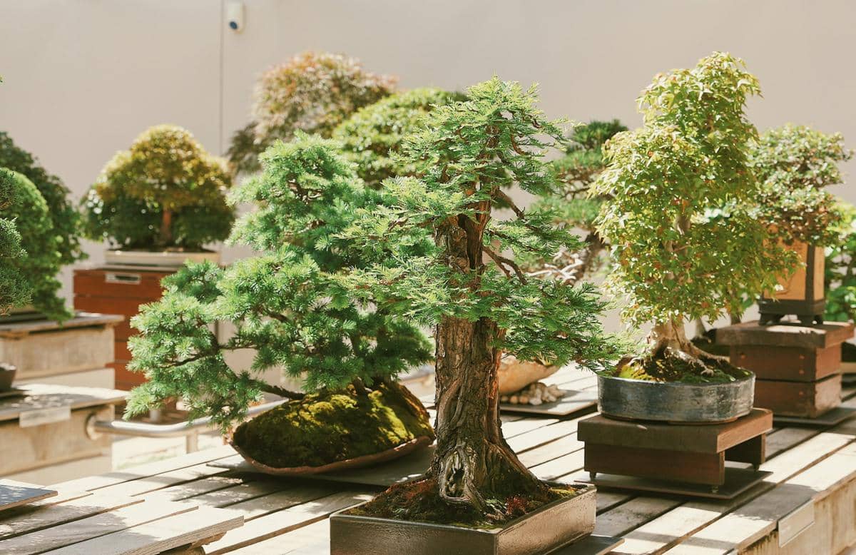 ilustrasi tanaman bonsai