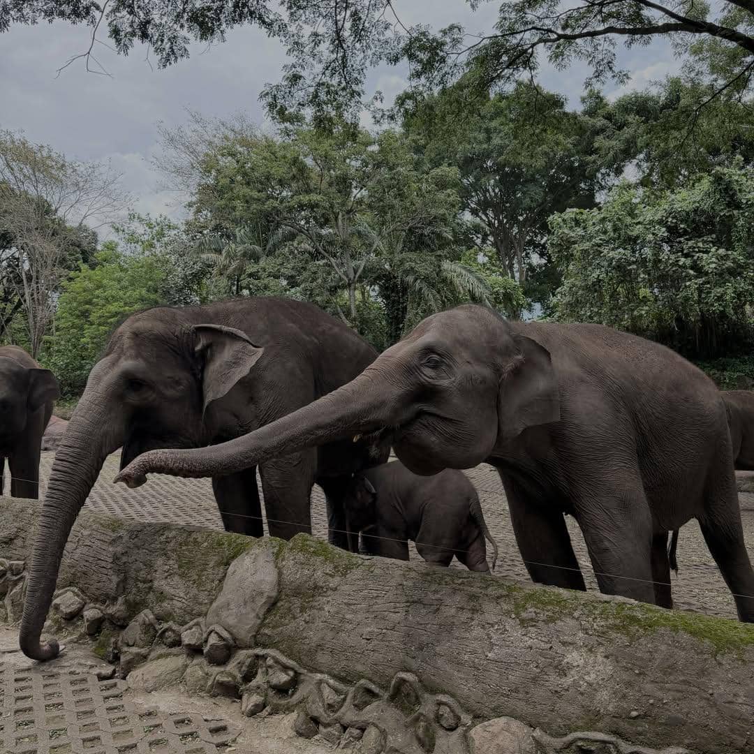 Keluarga Citra Kirana dan Ryana Dea playdate di Taman Safari.