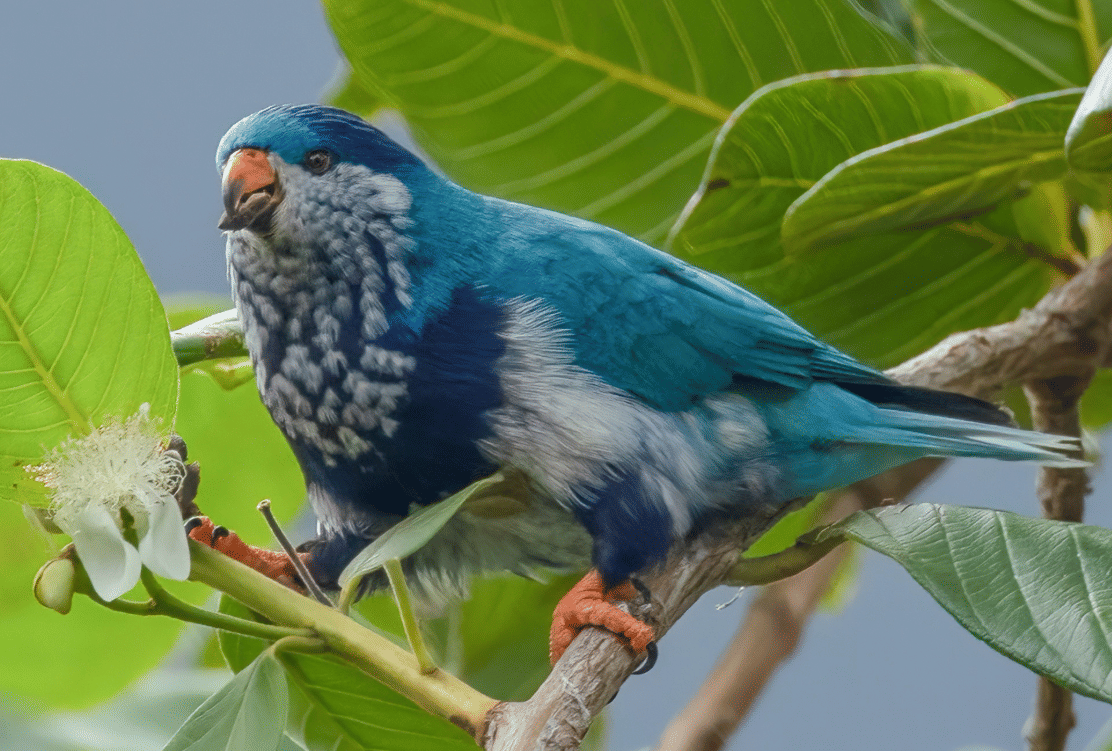burung ultramarine lorikeet