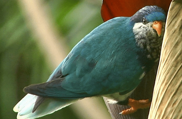 burung ultramarine lorikeet