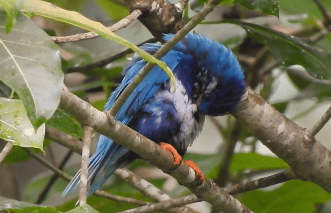 burung ultramarine lorikeet