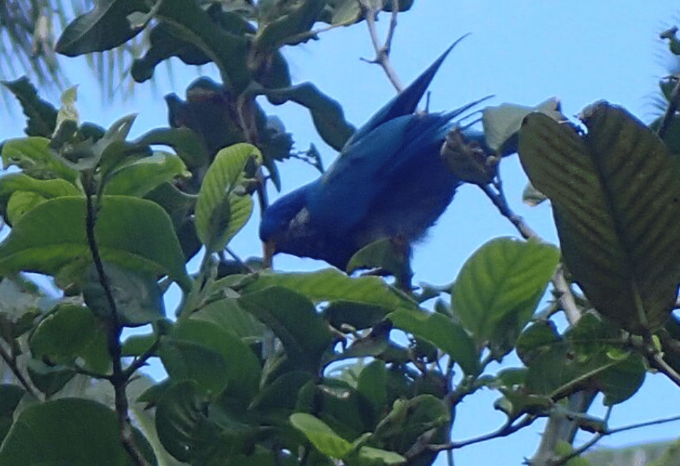 burung ultramarine lorikeet 