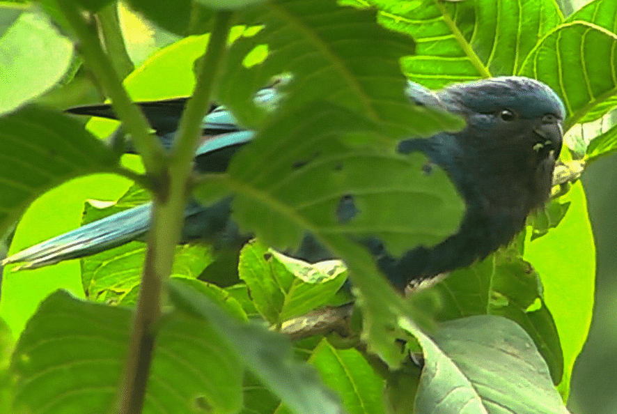 burung ultramarine lorikeet