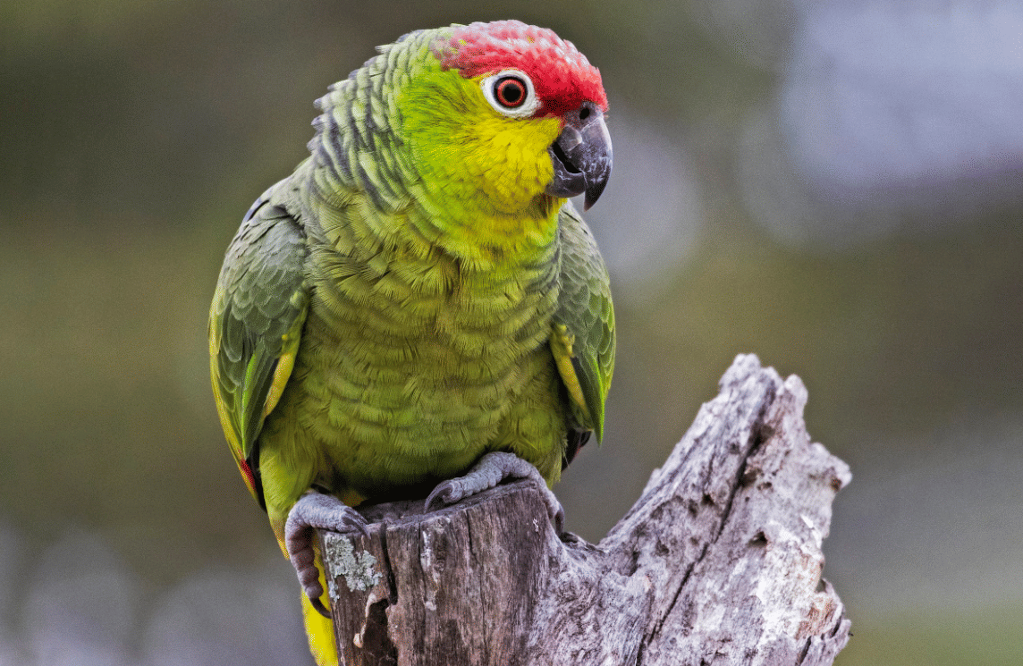 burung lilacine amazon