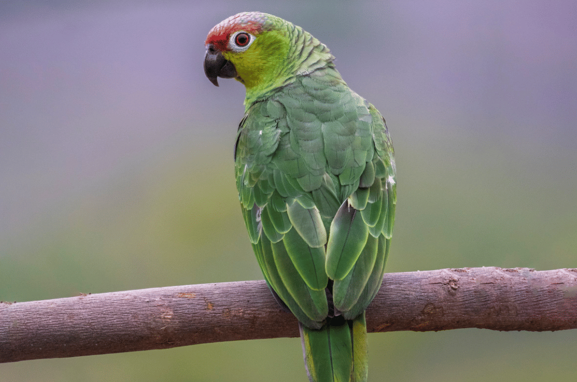 burung lilacine amazon