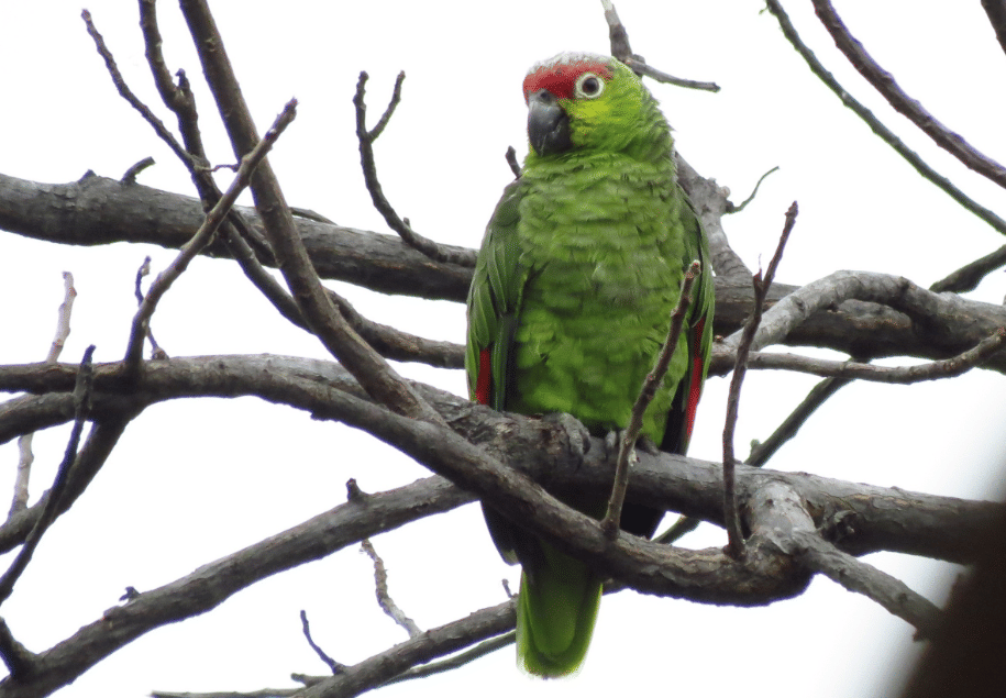 burung lilacine amazon 