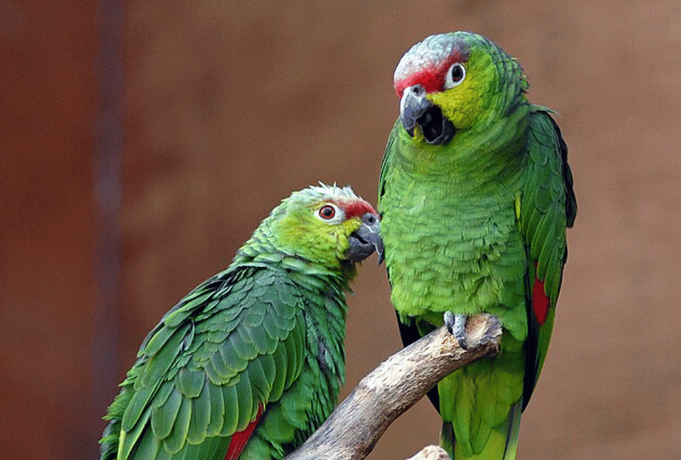 burung lilacine amazon