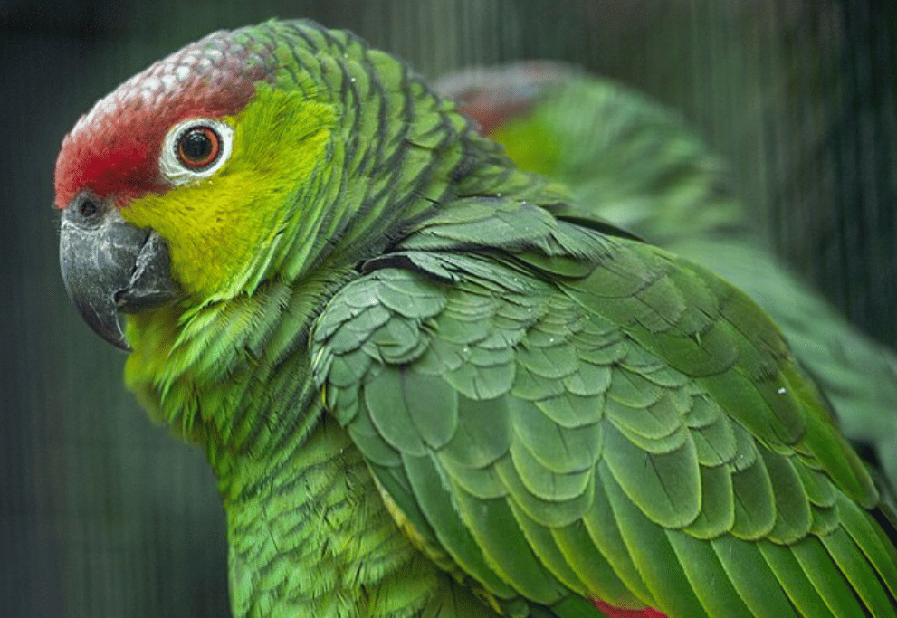 burung lilacine amazon 