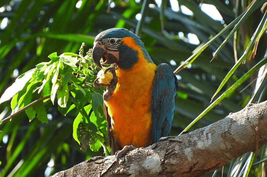 burung blue throated macaw
