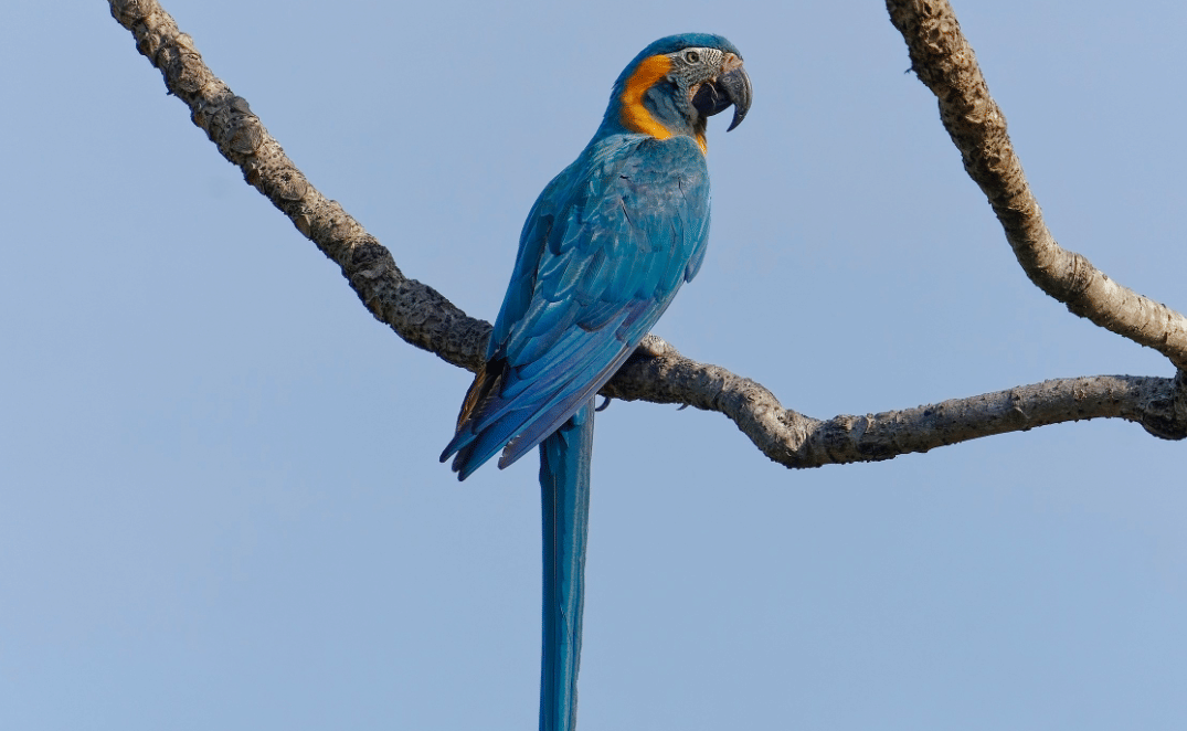 burung blue throated macaw