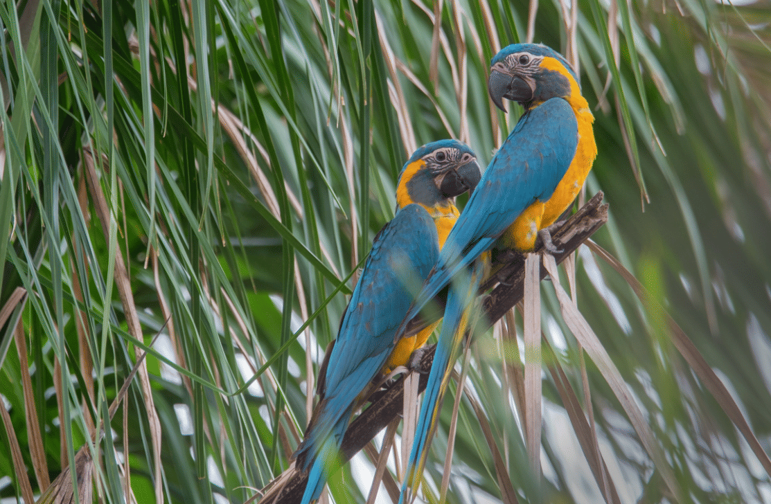 burung blue throated macaw
