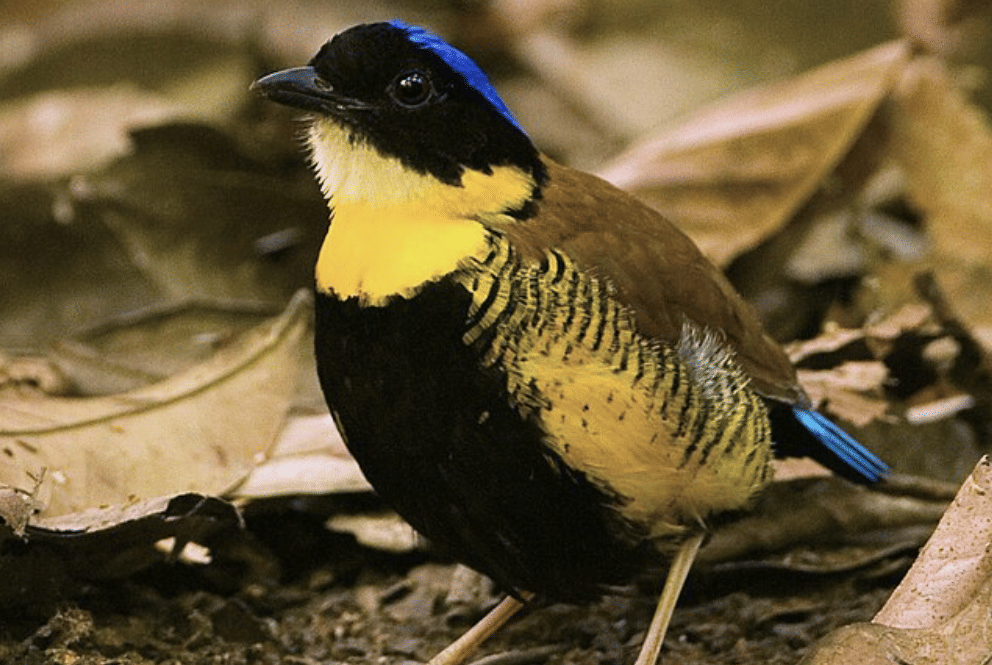 burung gurney's pitta