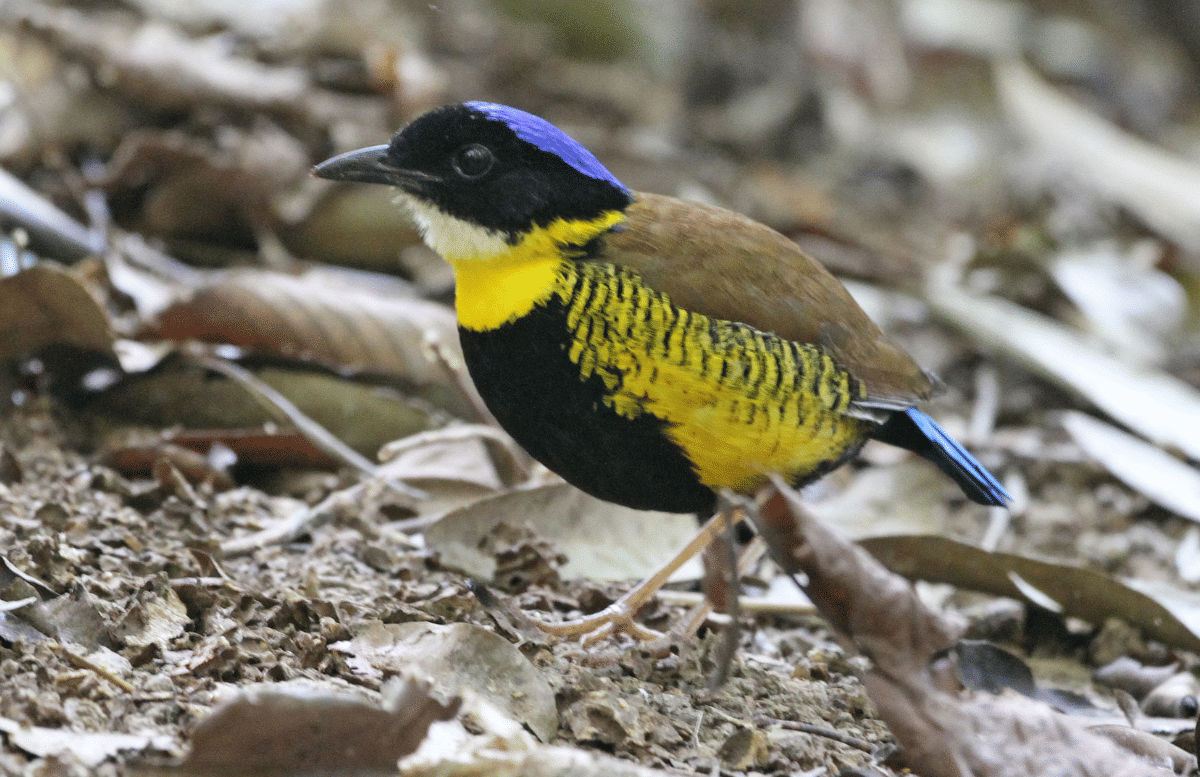 burung gurney's pitta