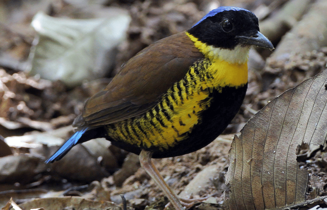 burung gurney's pitta