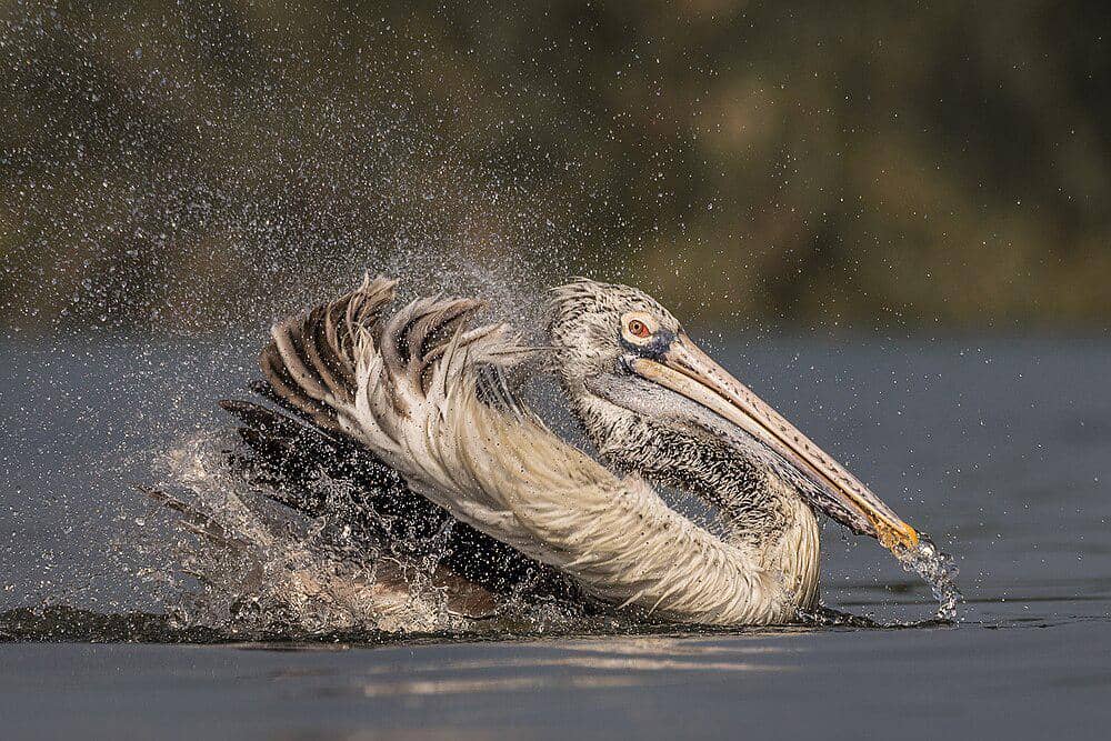 undan paruh totol berenang