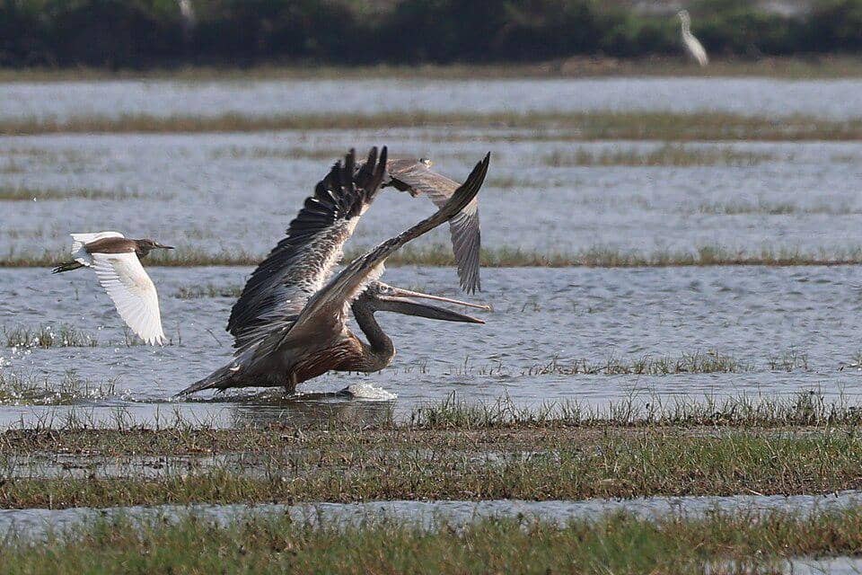 undan paruh totol bersiap terbang