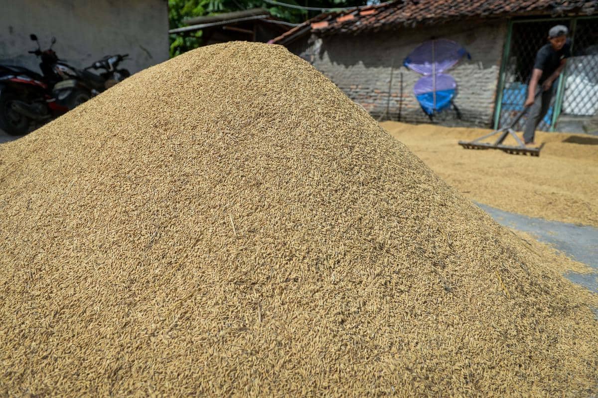 Ilustrasi pekerja menjemur gabah. (ANTARA FOTO/Putra M Akbar)