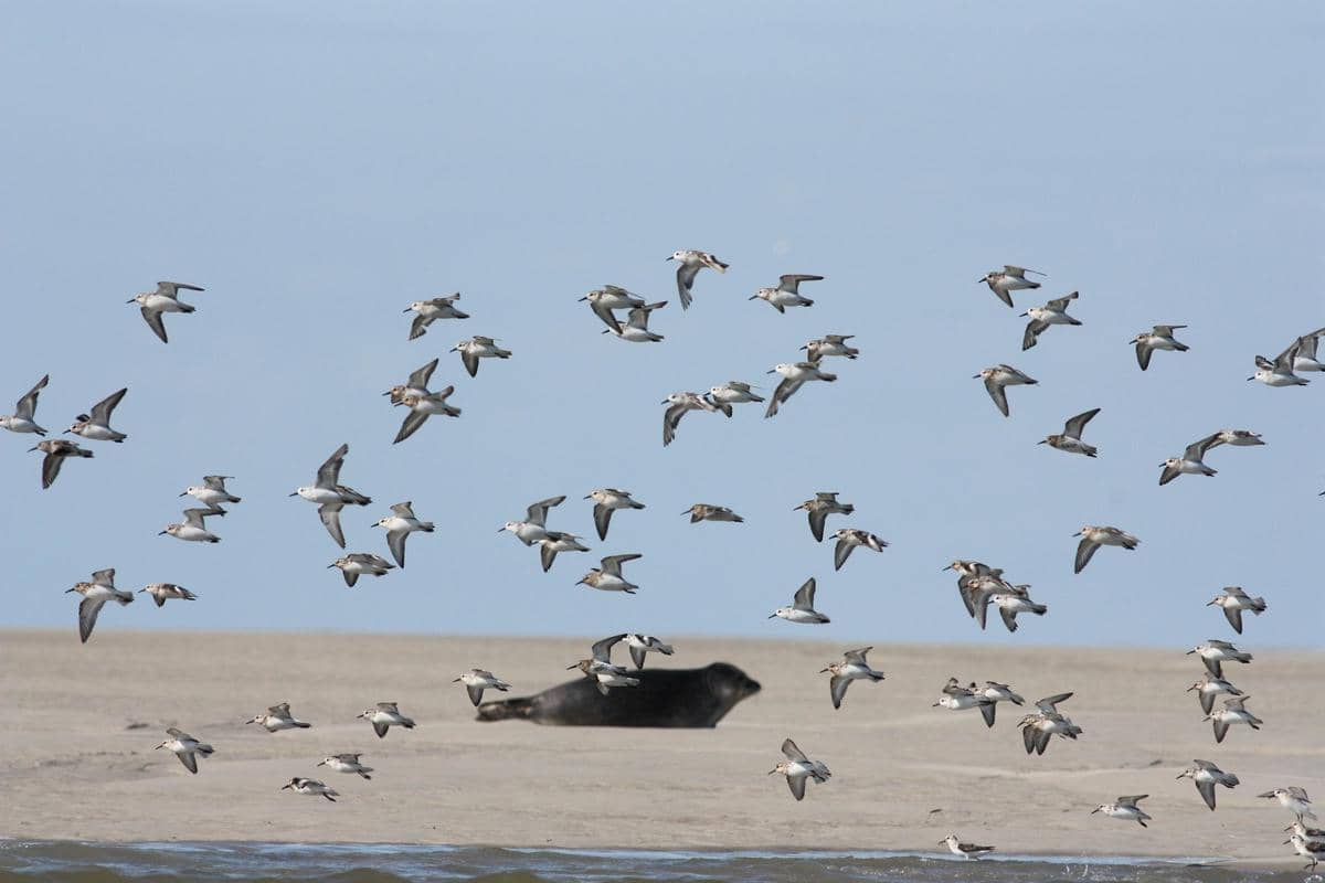Tarian burung dunlin di udara