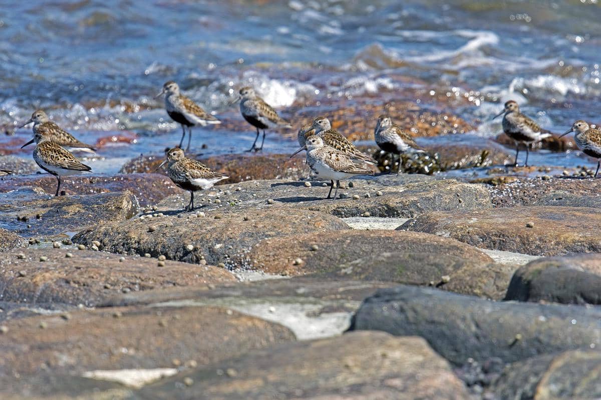 Burung dunlin