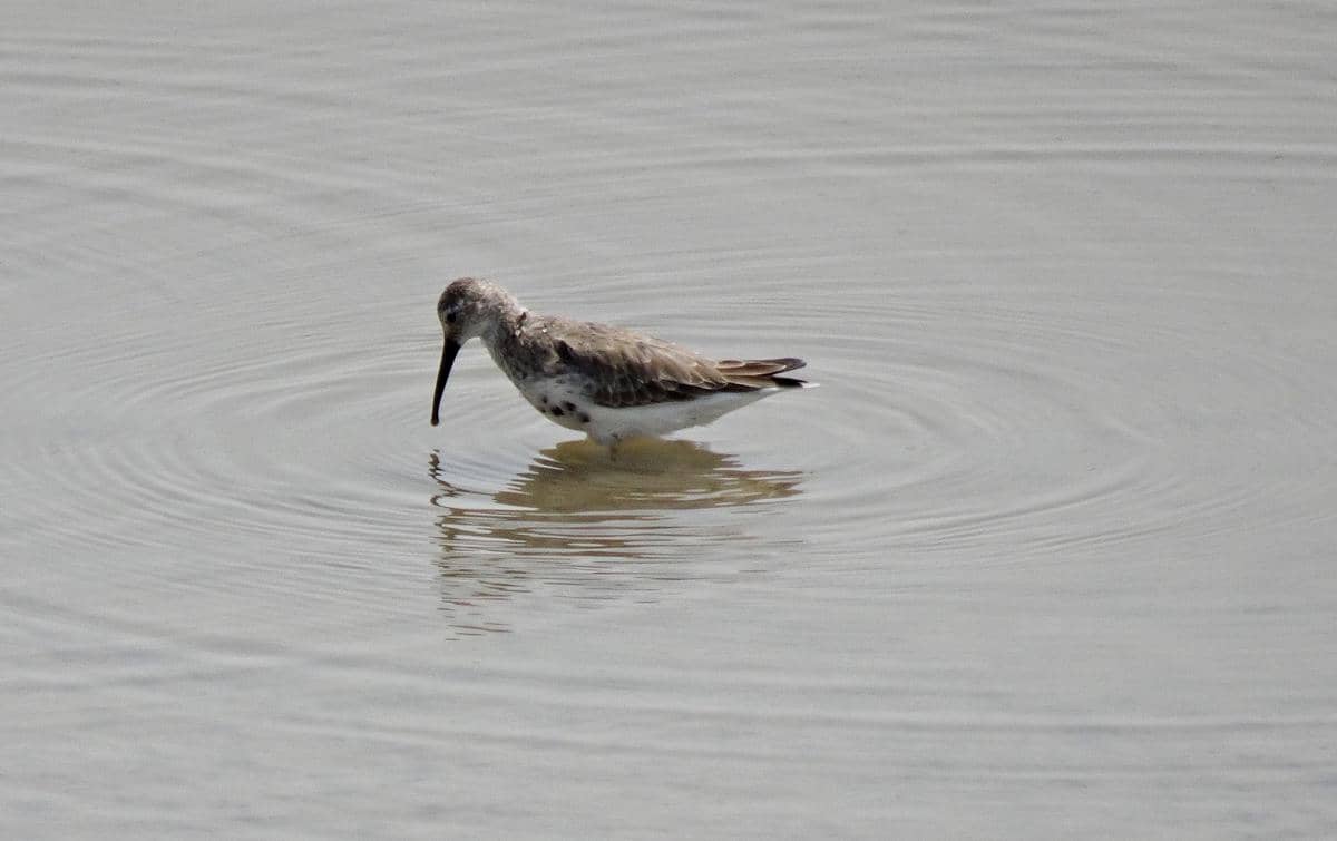 Burung dunlin