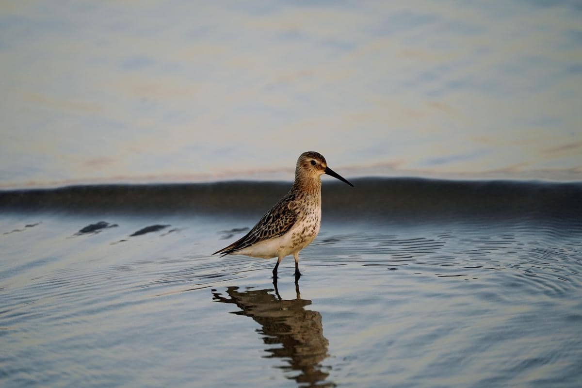 Burung dunlin