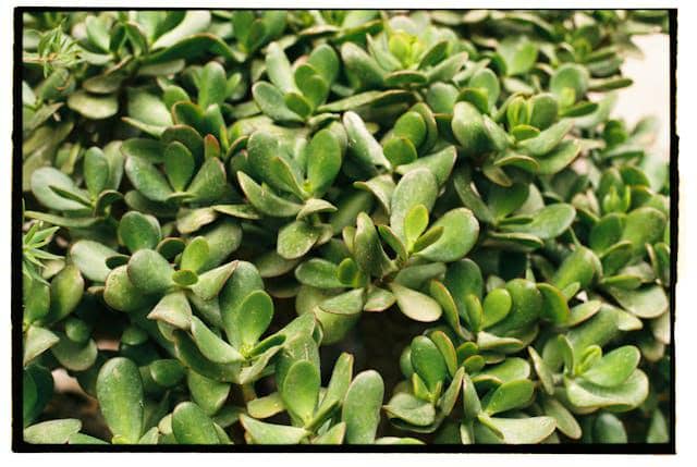 Tanaman giok (Crassula ovata)