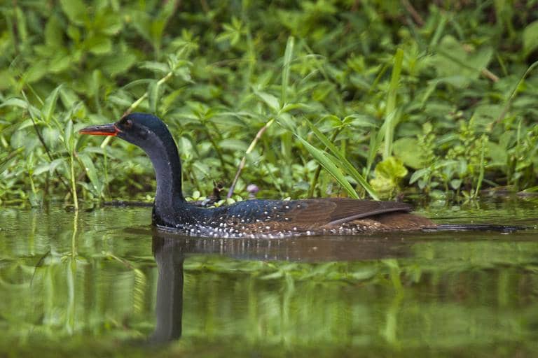 Pedendang afrika berenang di Danau Mburu, Uganda.