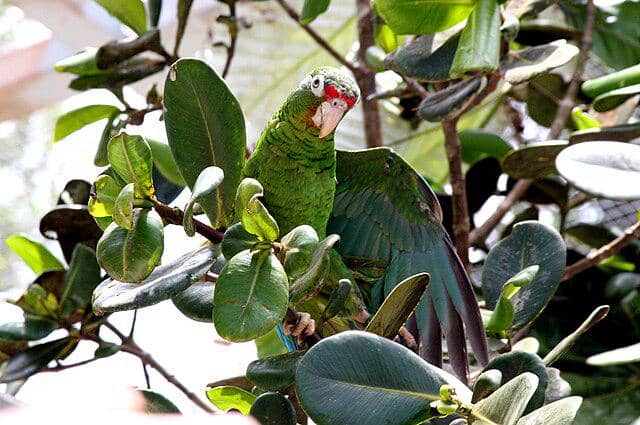 burung puerto rican amazon 