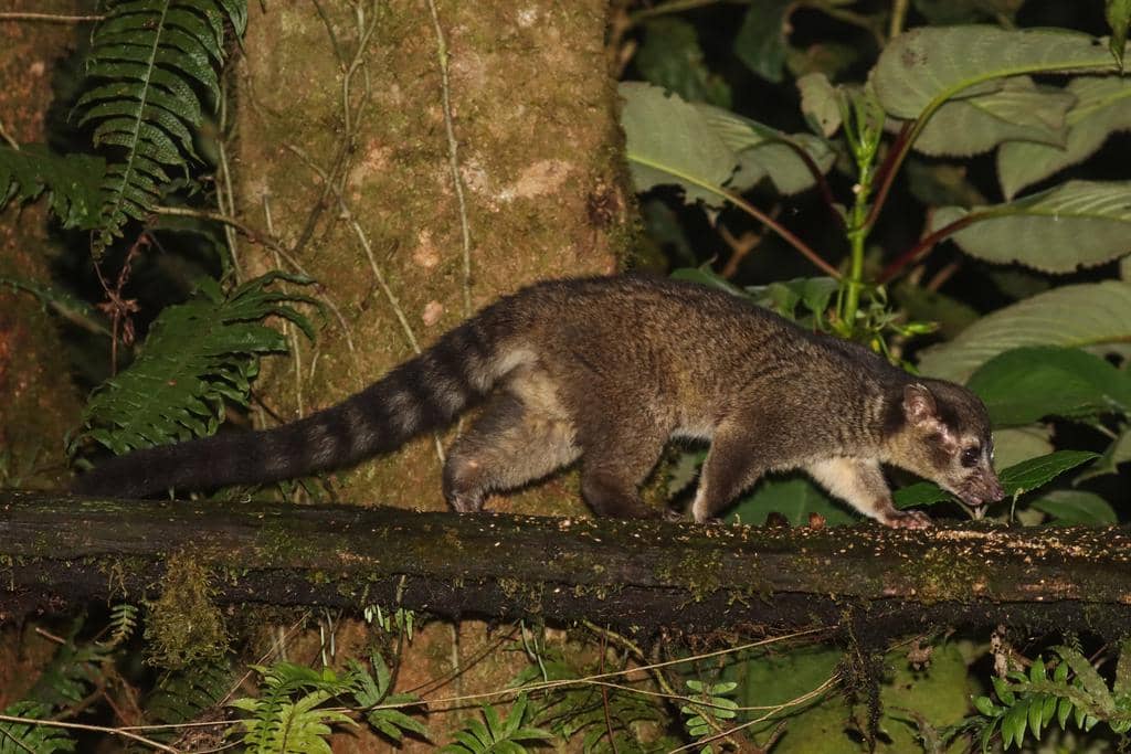foto Bassariscus sumichrasti