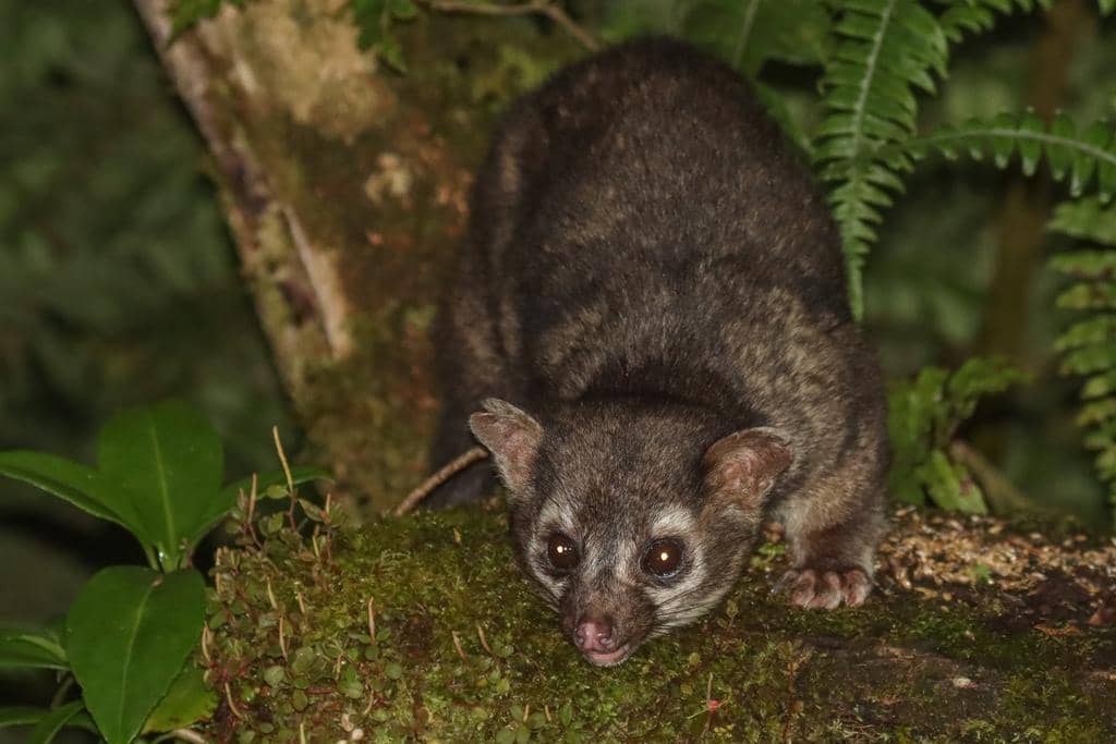 foto Bassariscus sumichrasti 