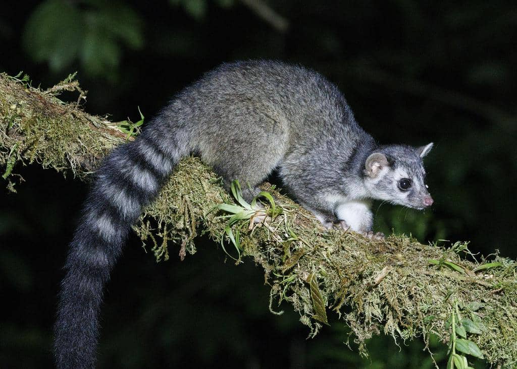 foto Bassariscus sumichrasti